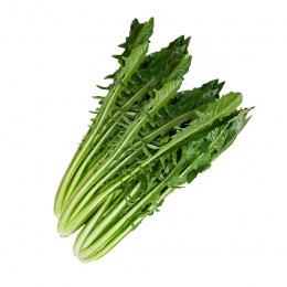 cicoria