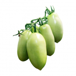 pomodoro_oblungo_verde