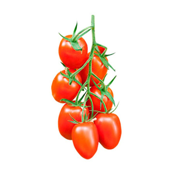 pomodoro-miniplum